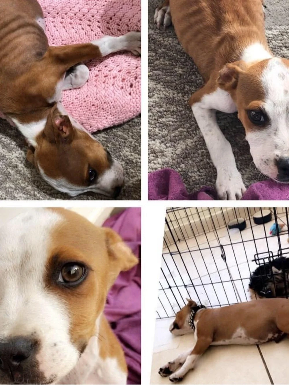 Tijuana Paws n Whiskers Rescue! ❤️